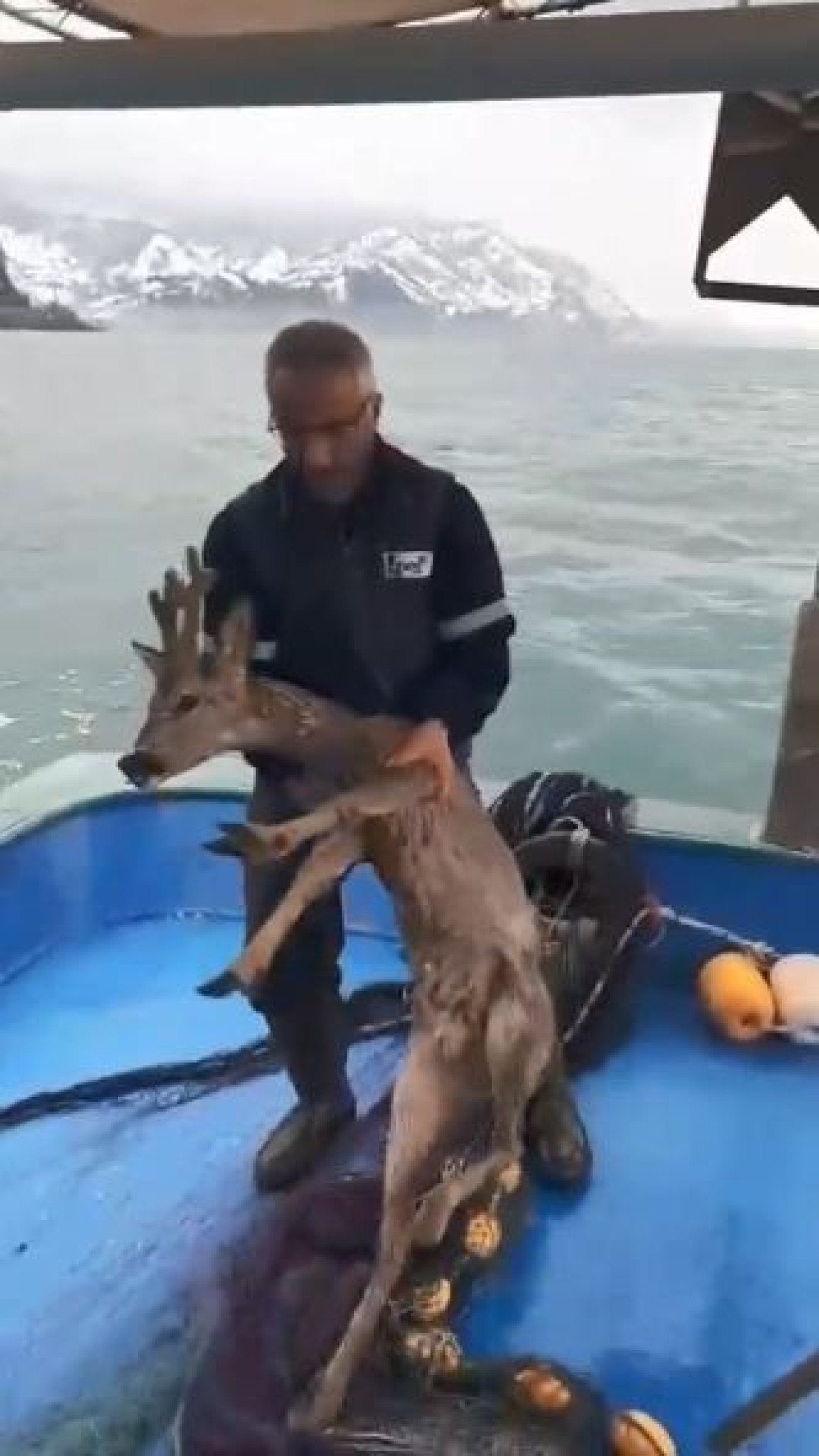 Karaca Kaçmaya Çalışırken Denize Düştü