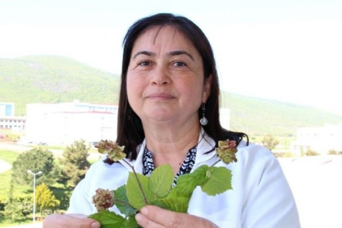 Türkiye’nin Fındık Üretiminde Birinci Sırada Olmasına Rağmen Verimlilikte Düşüklük