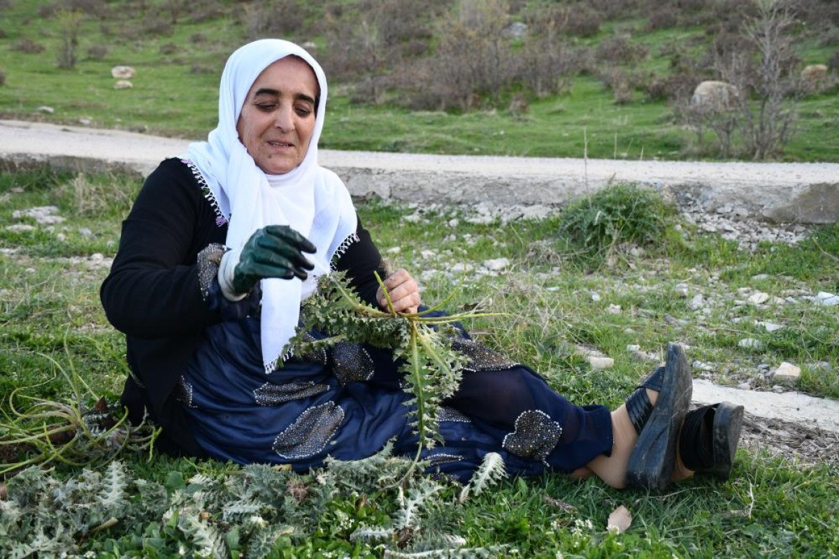 Huzur Dolu Doğa ve Şifalı Bitkilerin Toplanması