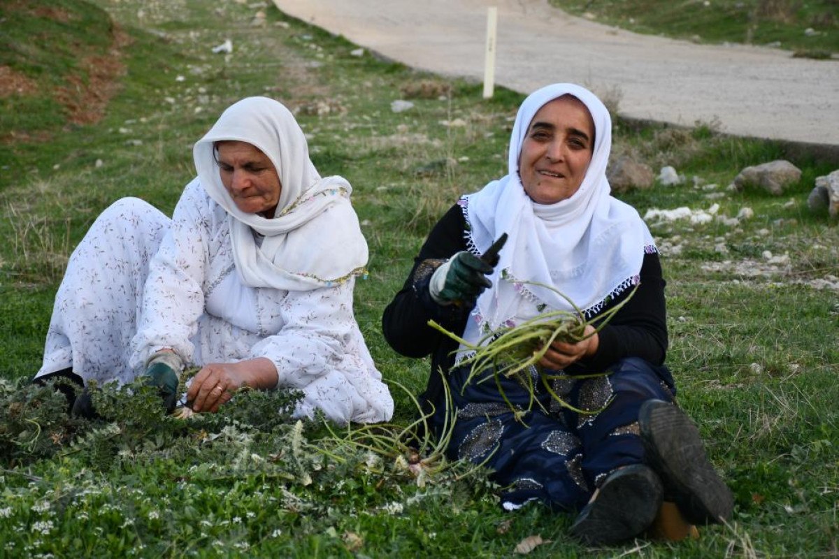 Dağların Yeniden Hayat Bulması