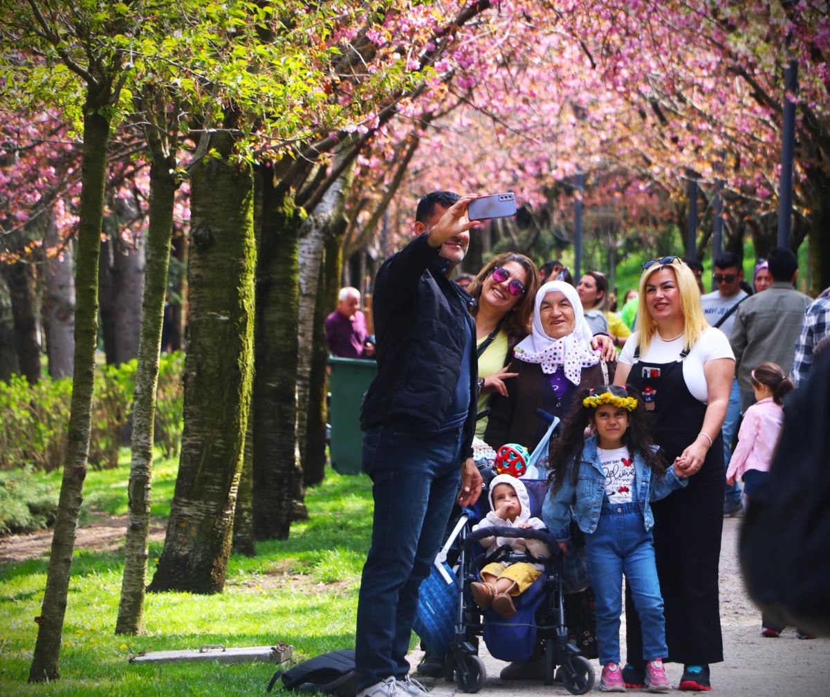 Ankara Dikmen Vadisi'nde Sakura Ağaçlarının Bahar Coşkusu