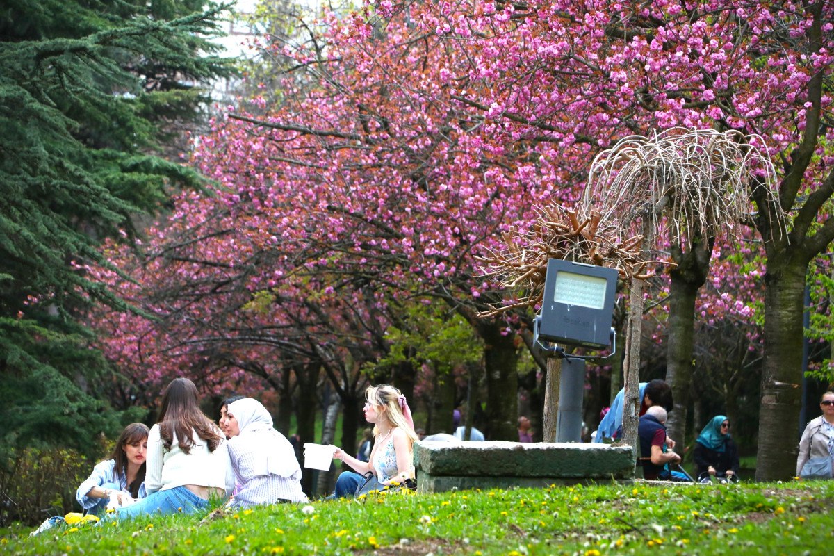Ankara Dikmen Vadisi'nde Sakura Ağaçlarının Bahar Coşkusu