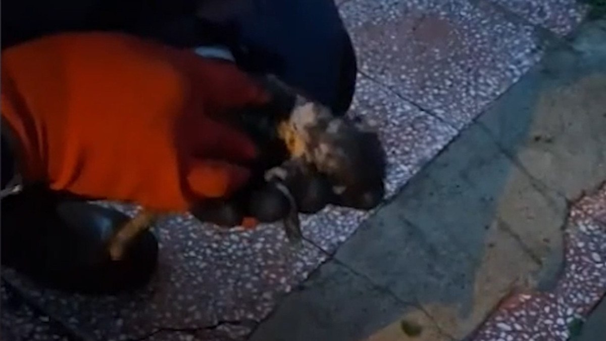 Kırıkkale Belediyesi İtfaiye Müdürlüğü'nden Sıra Dışı Bir Müdahale