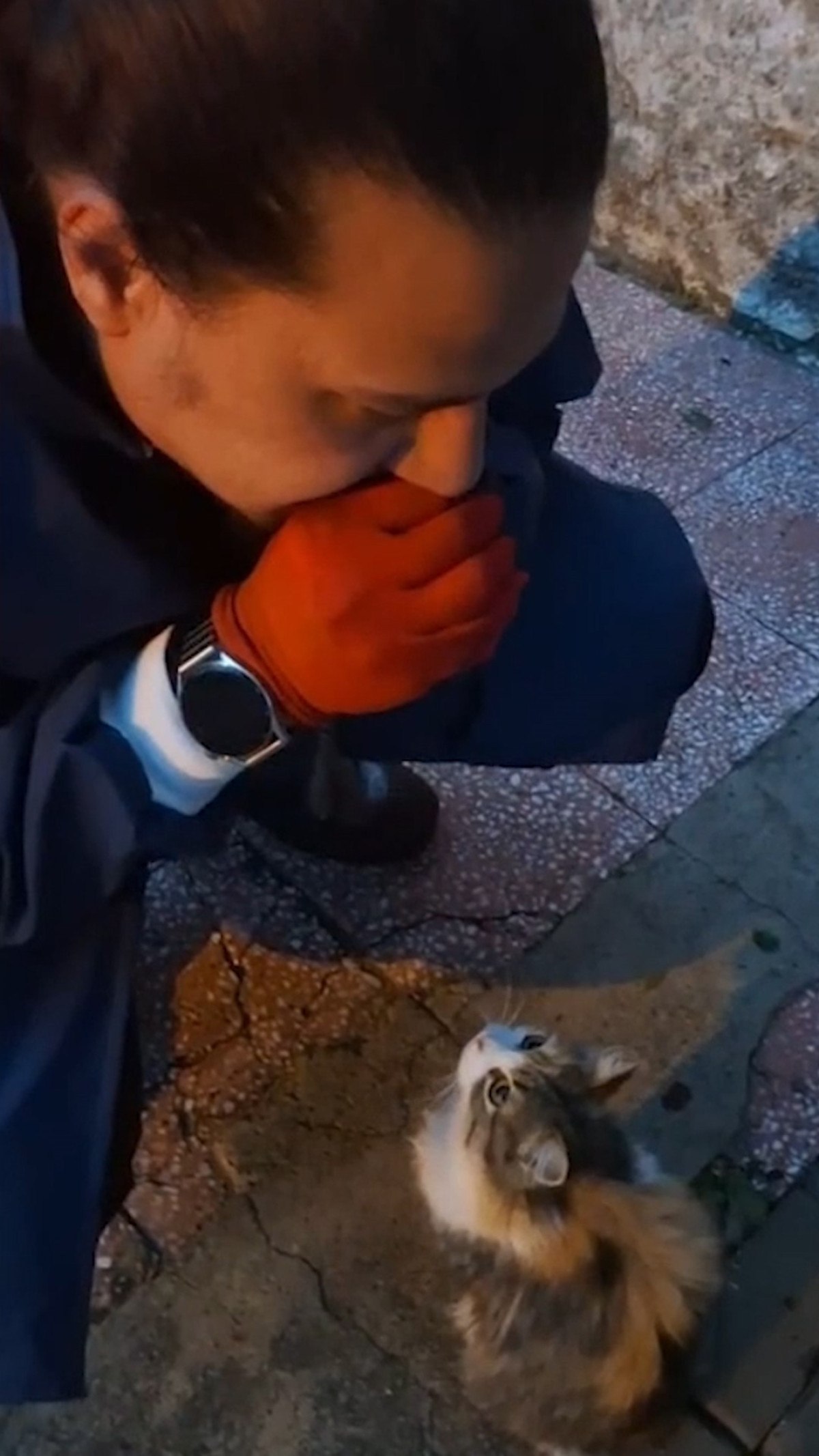 Anne Kedi ve Hareketsiz Yavruyla Karşılaşma