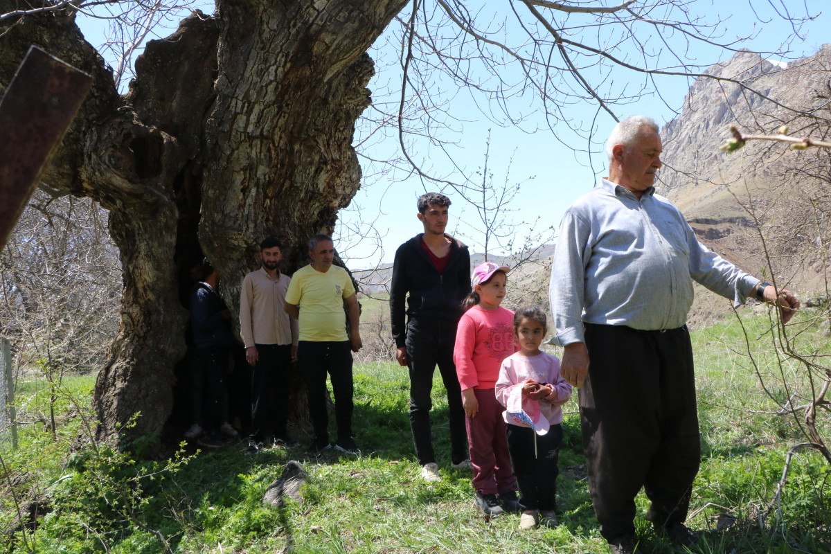 Hakkâri'nin Durankaya Beldesinde Asırlık Ceviz Ağacı