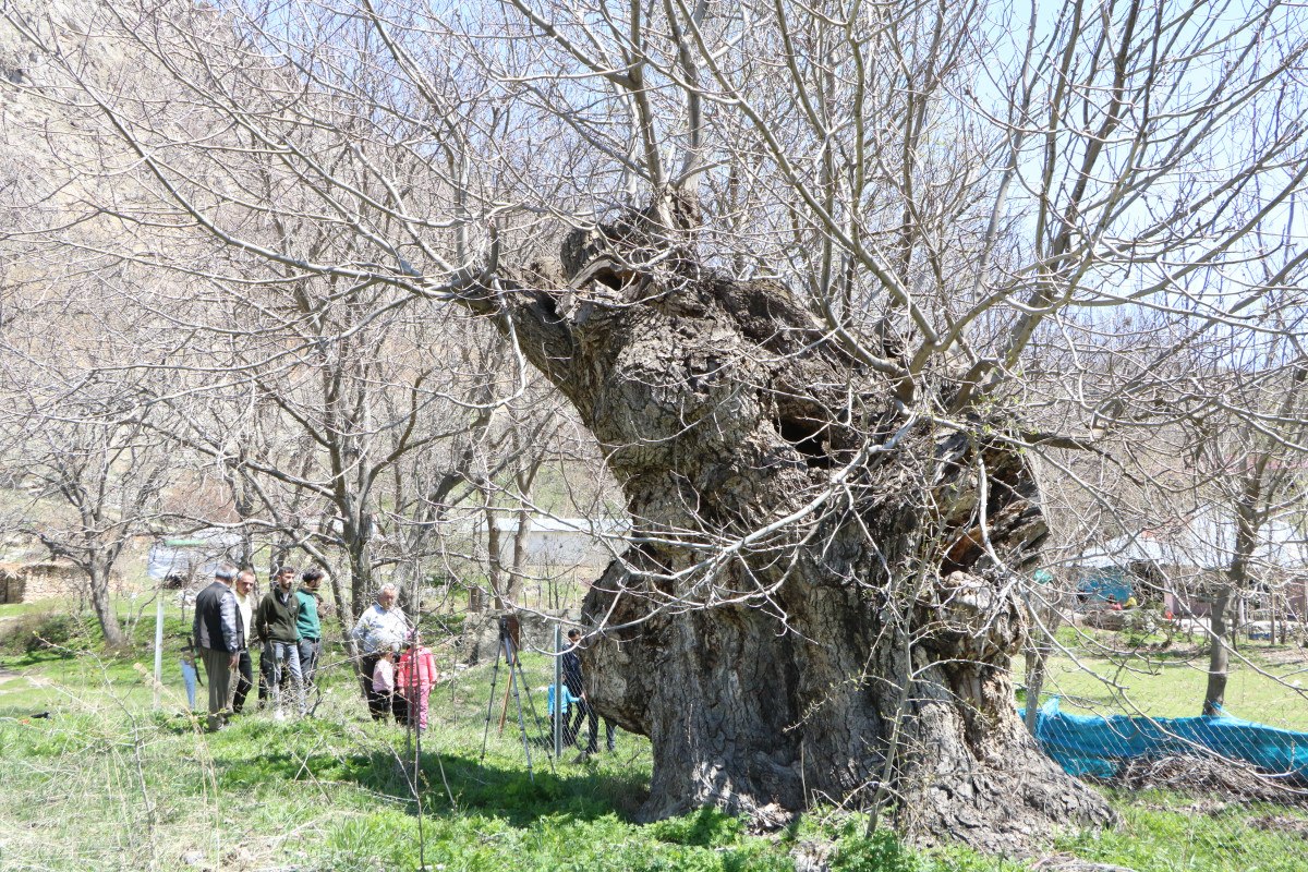 Atalarımızdan Gelen Hikâyeler ve Ağacın Anlamı