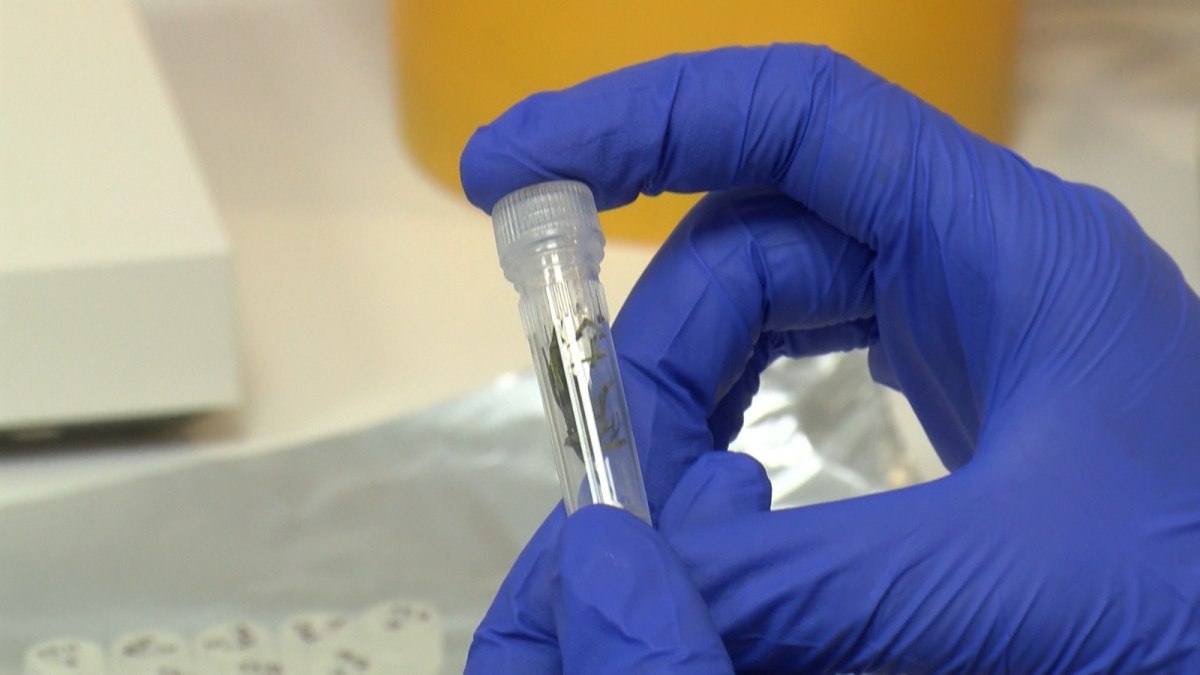 DNA Barkodlama ile Kuş Çeşitliliğinin Haritalanması