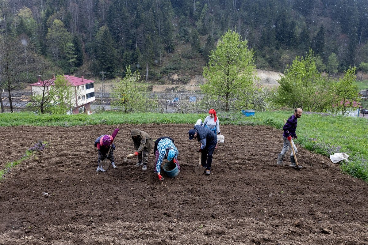 Trabzon'un Tonya İlçesinde Patates Ekimi ve Tarım Faaliyetleri