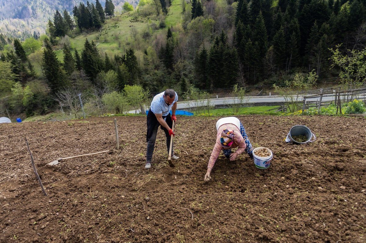 Trabzon'un Tonya İlçesinde Patates Ekimi ve Tarım Faaliyetleri