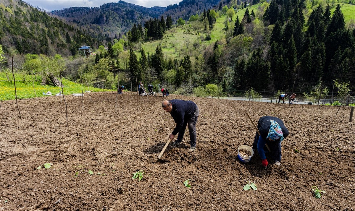 Trabzon'un Tonya İlçesinde Patates Ekimi ve Tarım Faaliyetleri