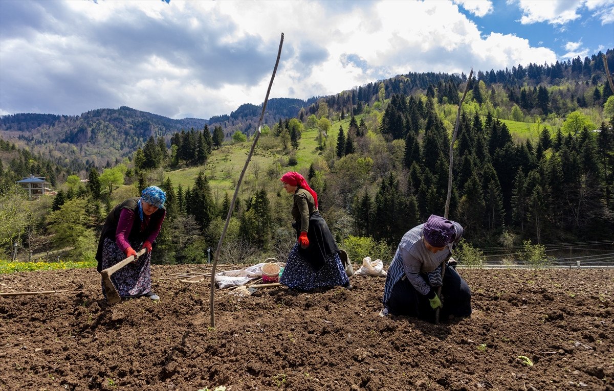 Trabzon'un Tonya İlçesinde Patates Ekimi ve Tarım Faaliyetleri