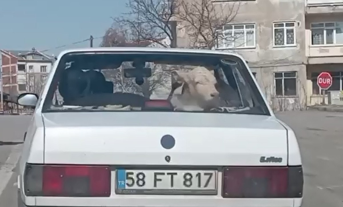Sivas'ta Trafikte İlginç Bir Görüntü Kamere Kaydına Yansıdı