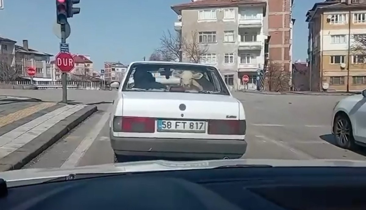 Köyden Veterinere Güvenle Taşıma