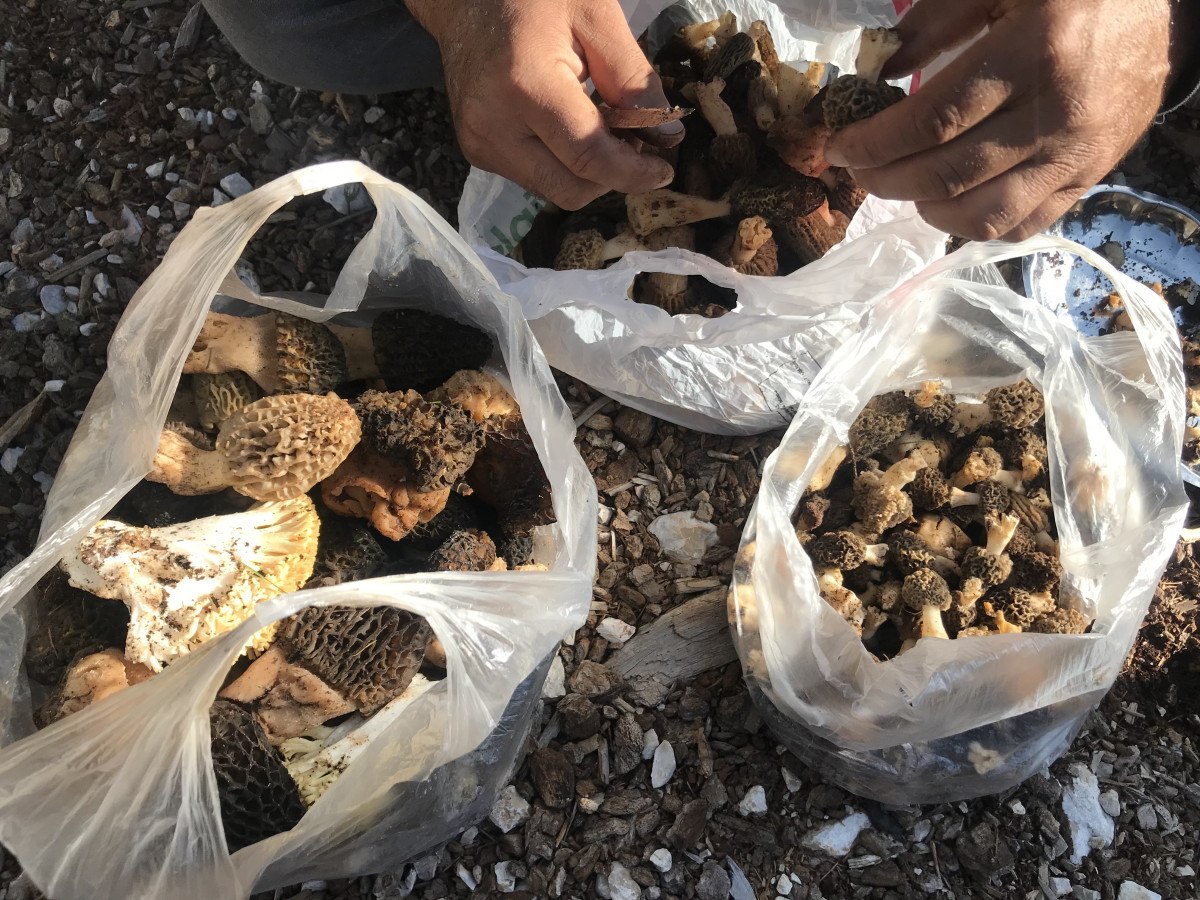 Kuzugöbeği Mantarının Toros Dağları’ndaki Doğal Zenginliği
