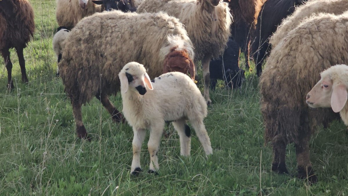 Yaylada Geçirilen 7 Ayın Ardından Doğal Beslenme Zamanı