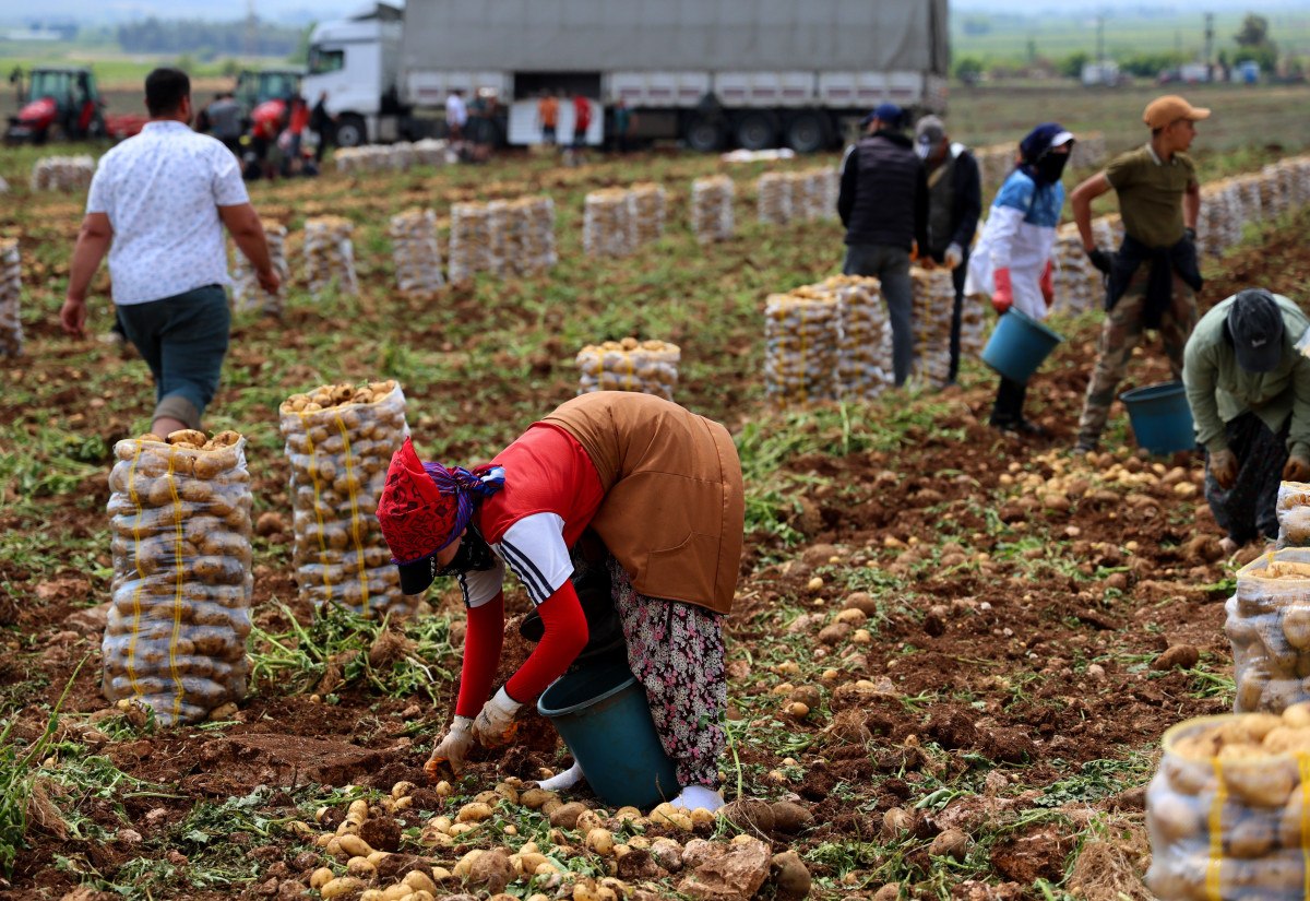 Türkiye'nin en önemli tarım merkezlerinden Adana'da erkenci patates hasadı başladı