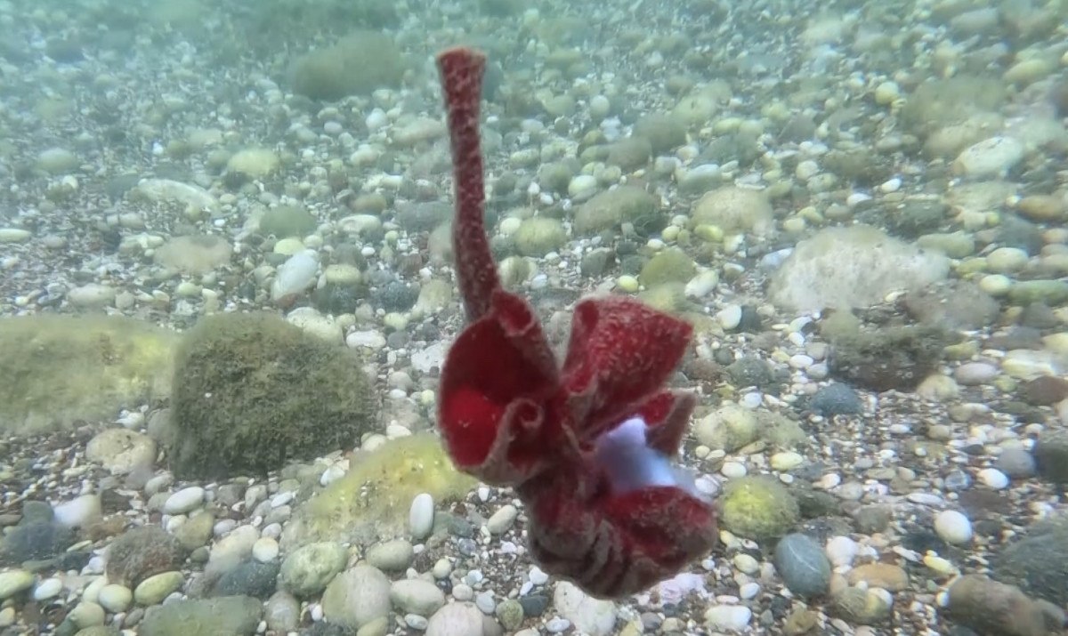 Görülen Dilekler ve İçeriği