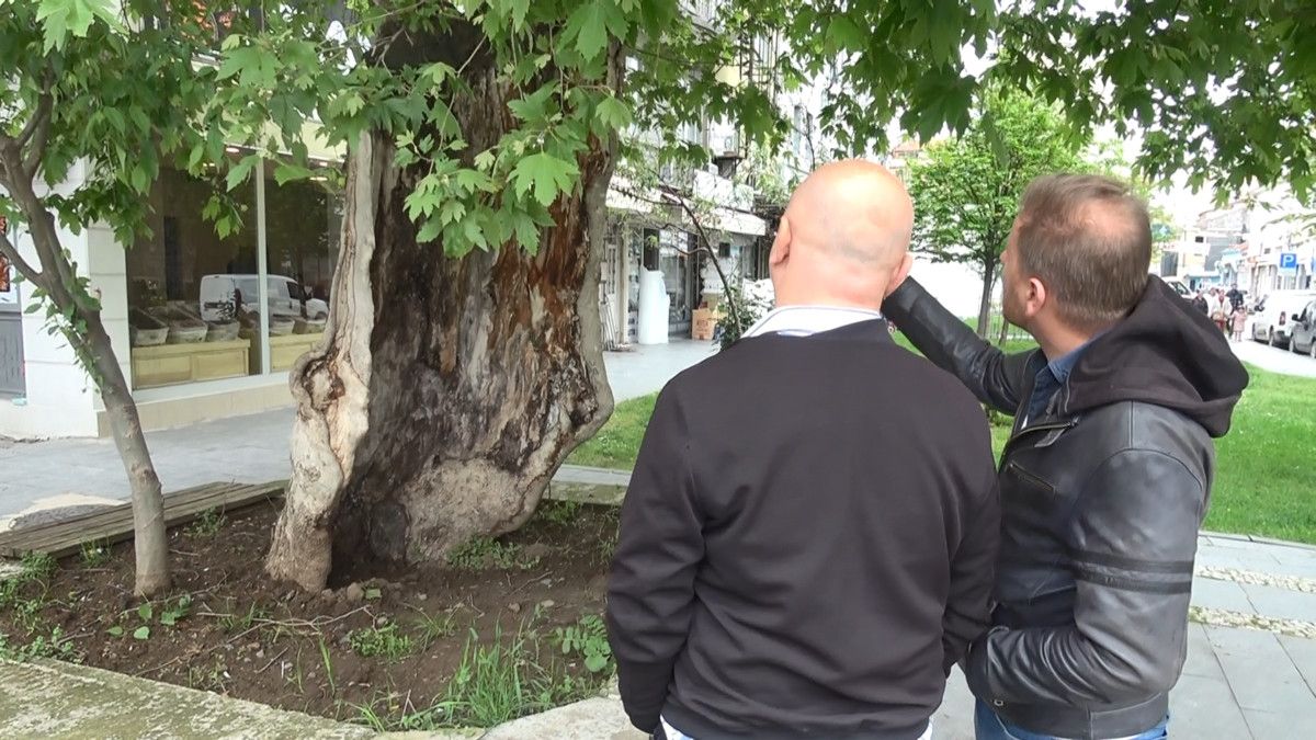 İlkadım ilçesinde gövdesi ciddi şekilde yanmasına rağmen hayata tutunan ve dış kabuğu üzerinde varlığını sürdüren tarihi çınar ağacı, ziyaretçilerini şaşırtmaya devam ediyor.