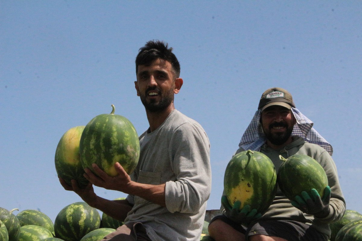 Adana Karpuzunda Sezonun İlk Hasadı Gerçekleşti