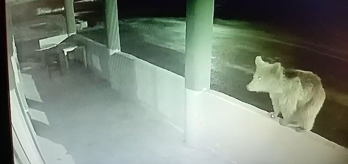 Bayburt'ta Yavru Ayı Şaşırtan Olay