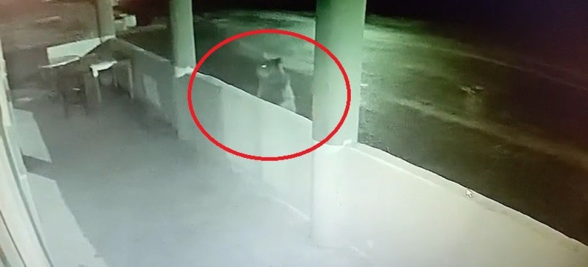 Bayburt'ta Yavru Ayı Şaşırtan Olay