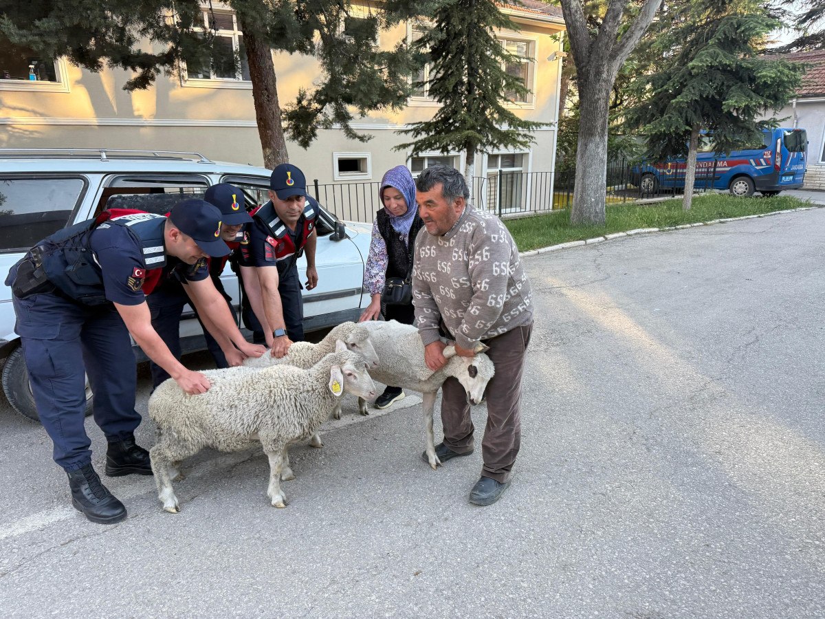 Ankara'da koyun hırsızı yakalandı