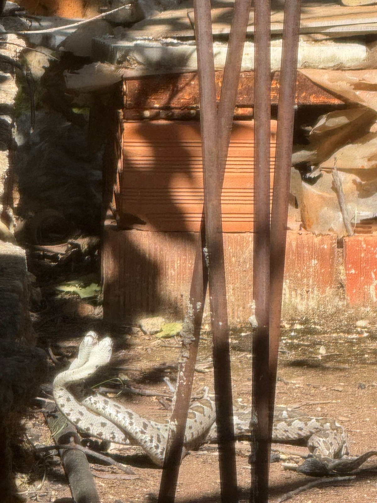 Yılanların Görüntüleri ve Türü