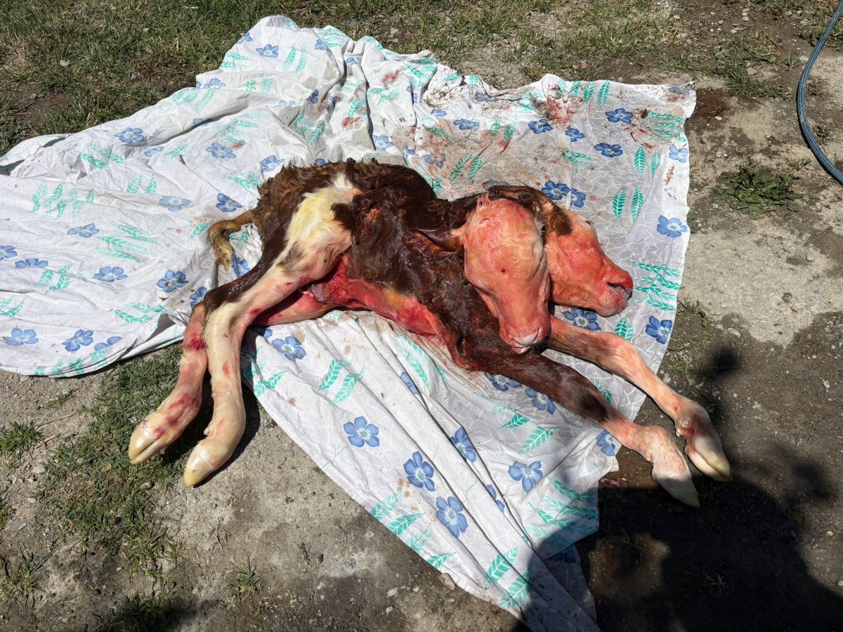 Veteriner Müdahalesi ve Operasyon