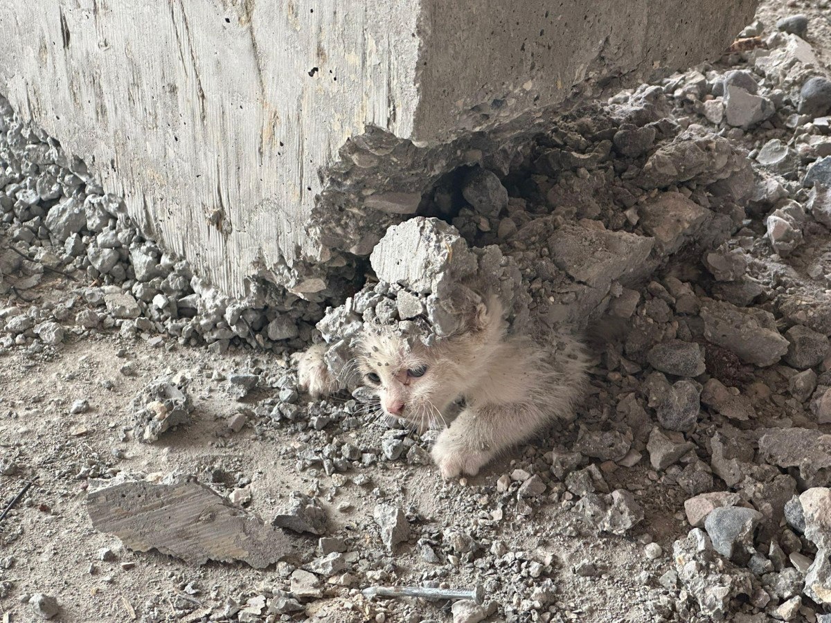 Şanlıurfa'da Üzücü Olay: Yavru Kedi Betonun İçinde Kaldı