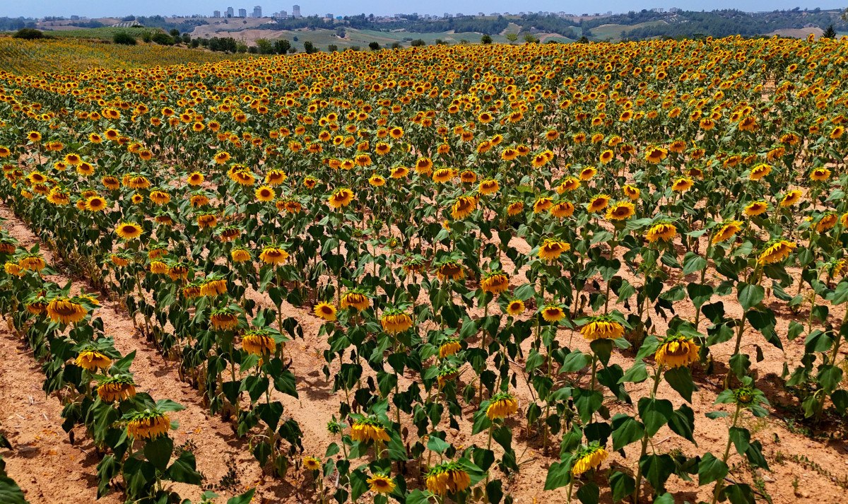 Adana'da Ayçiçeği Hasadı ve Üretici Talepleri