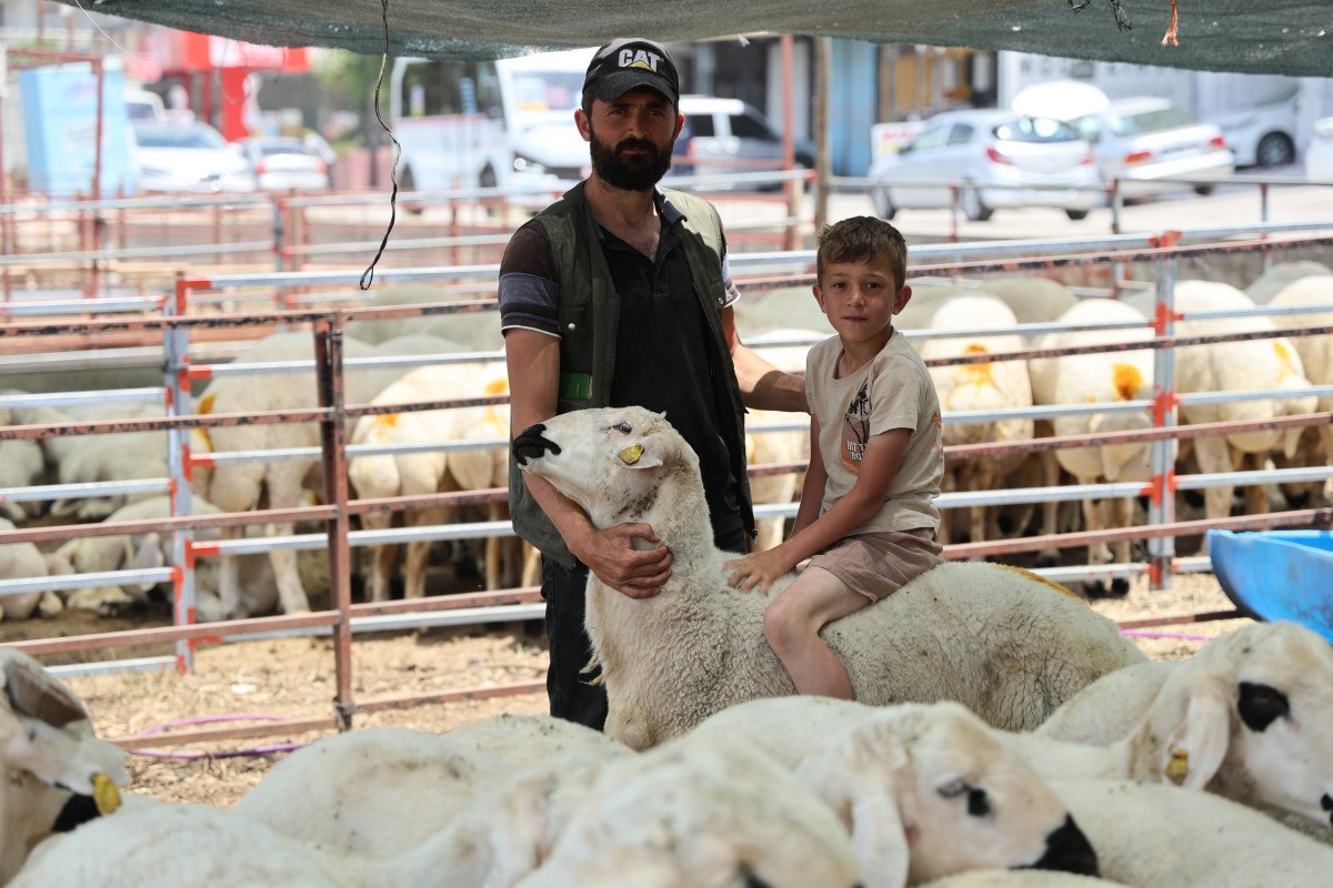 Adana'da Kurban Bayramı Öncesi Kurbanlık Satışları Hız Kazandı