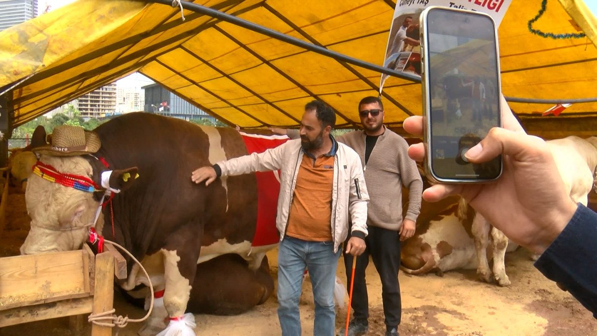Kurbanlıklar İstanbul'da Görücüye Çıktı
