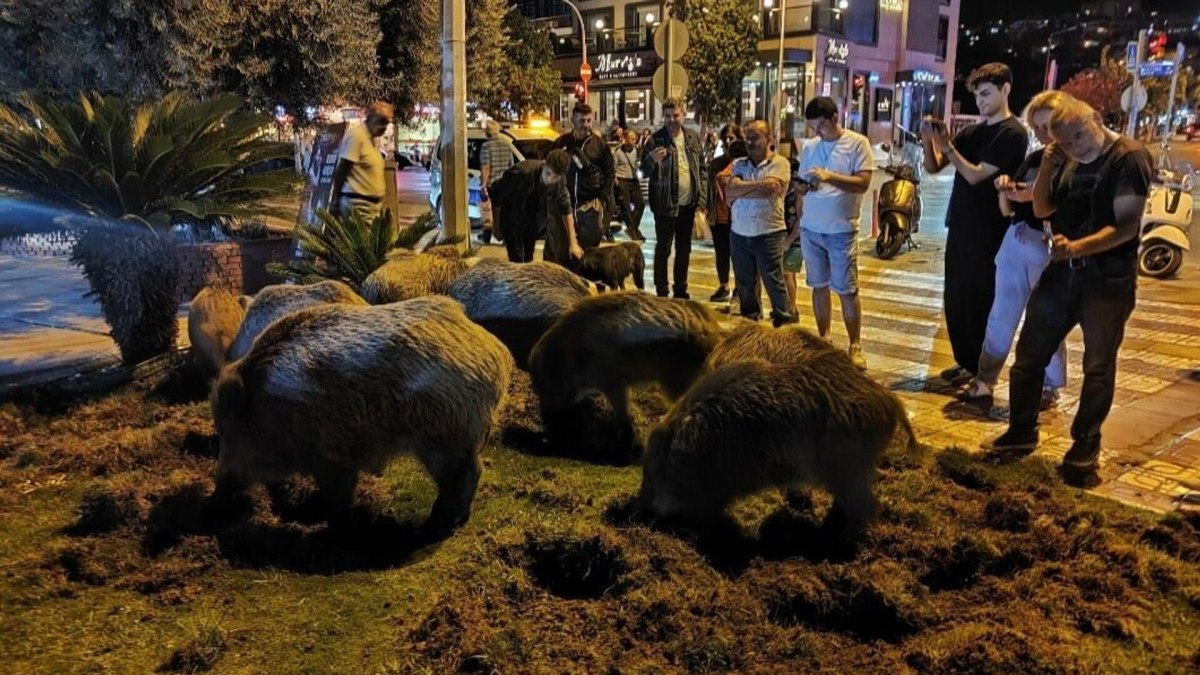 Son Dönemlerde Kuşadası’nda Yaban Domuzlarının Artışı ve Halkın Endişeleri