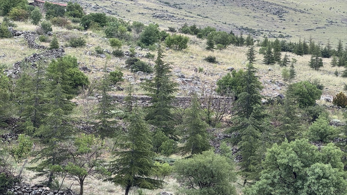 Fidanlara Aşkla Bağlılık ve Çevre Sevgisi