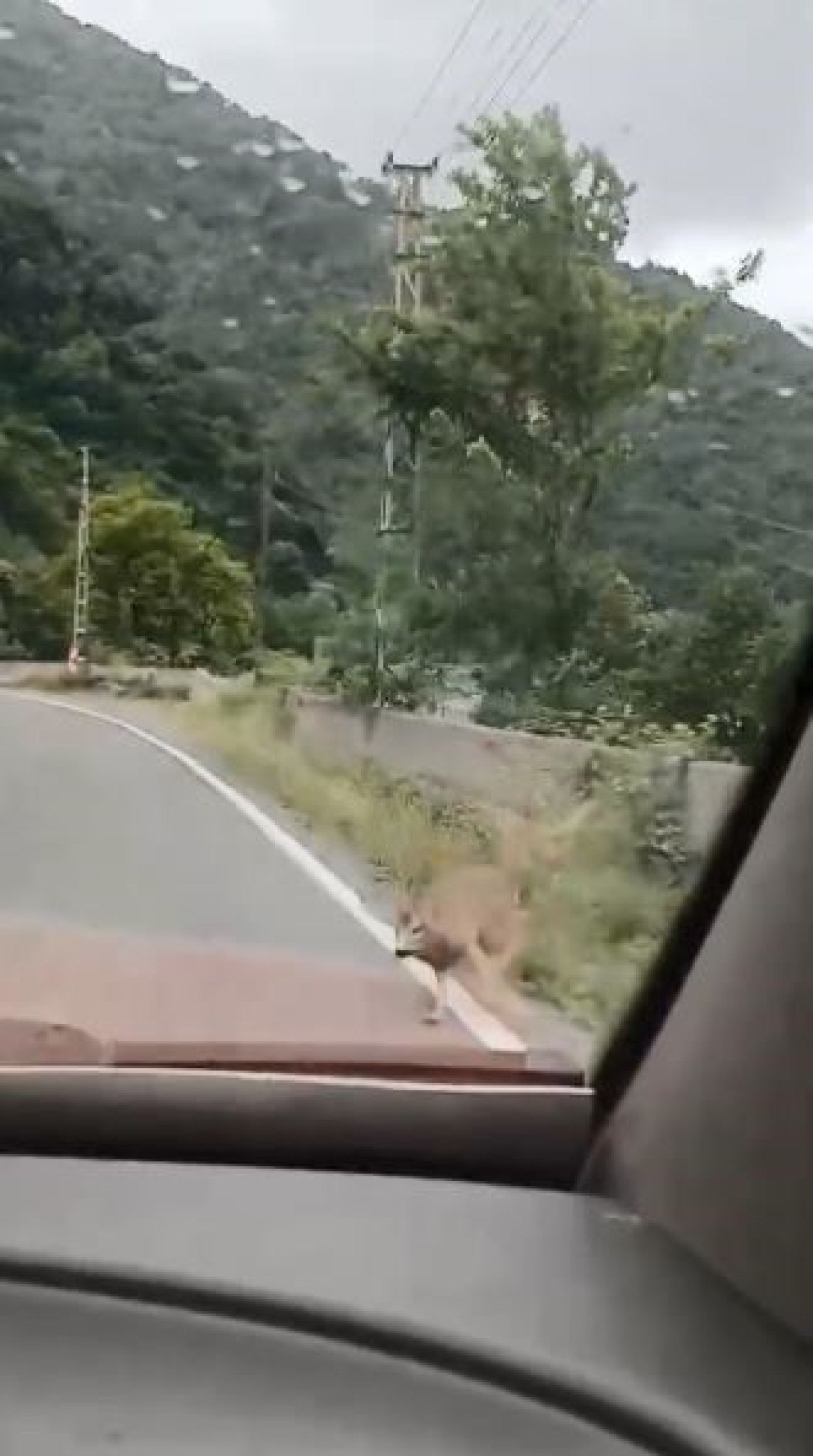 Artvin’in Borçka İlçesinde Beklenmedik Bir Yol Olayı Yaşandı