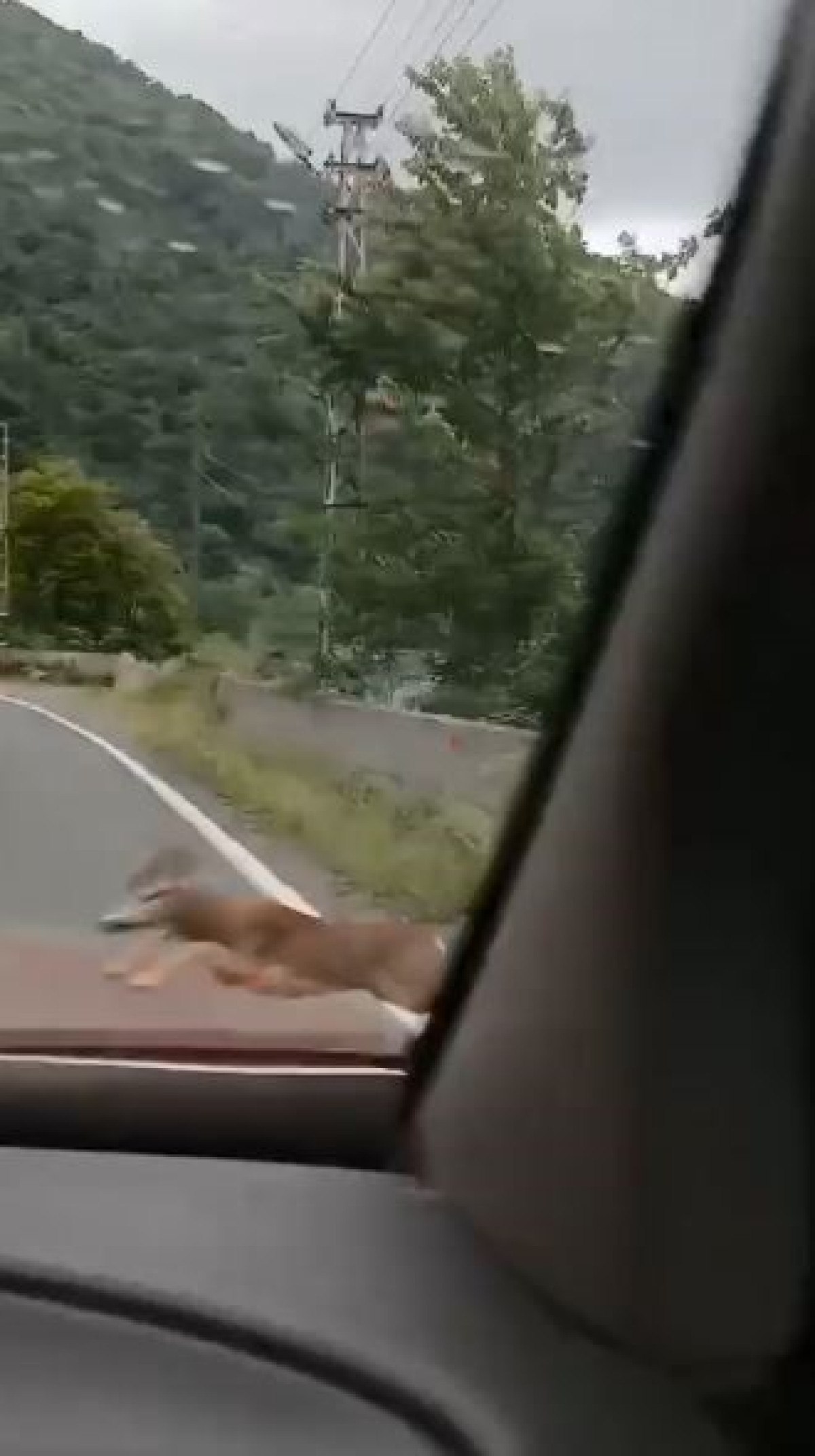 Artvin’in Borçka İlçesinde Beklenmedik Bir Yol Olayı Yaşandı