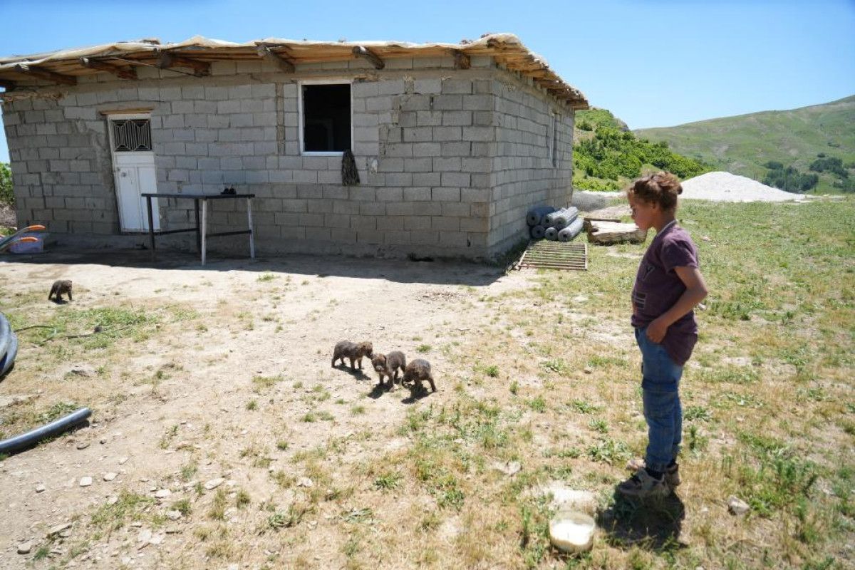 Kurt Yavruları İntihar Edip, Ölüme Terk Edildi: Muş'ta Çoban ve Kardeşinin Yaşadığı Duygusal Anlar