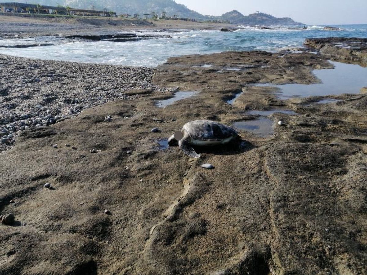 Gazipaşa’da Koruma Altındaki Caretta Caretta’ya Vahşi Saldırı
