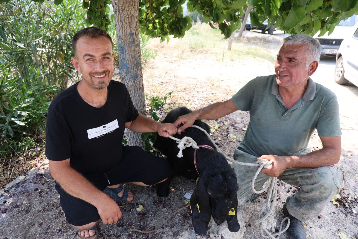 Adana'nın Kozan ilçesinde Farklı Bir Bayram Hikayesi: Kayıp Keçi Geri Döndü
