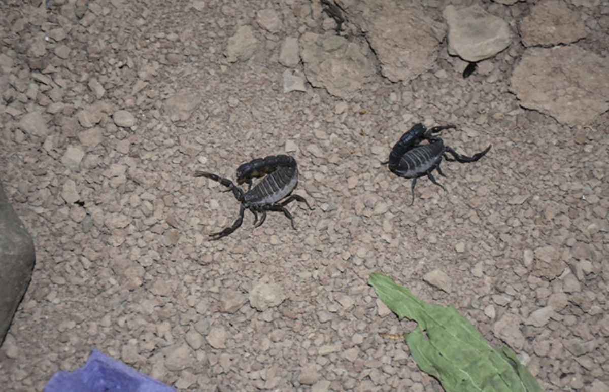 Sıcaklık ve Habitat Dağılımı