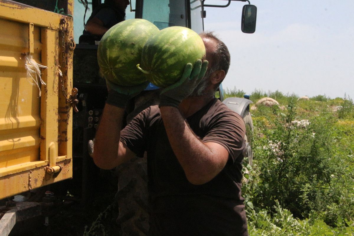Türkiye'nin Karpuz Üretiminde İkinci Sırada