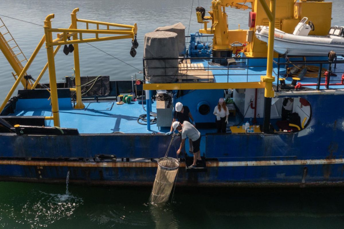 Marmara Denizi’nde Müsilajın Son Durumu ve Çevresel Etkileri
