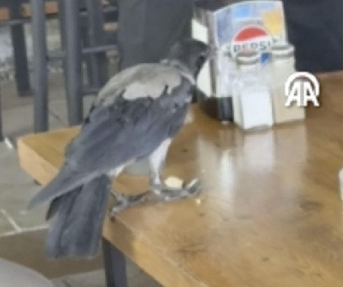 Muğla'nın Bodrum ilçesinde aşırı sıcaklar hayatı zorlaştırırken, ilginç bir olay kameralara yansıdı.