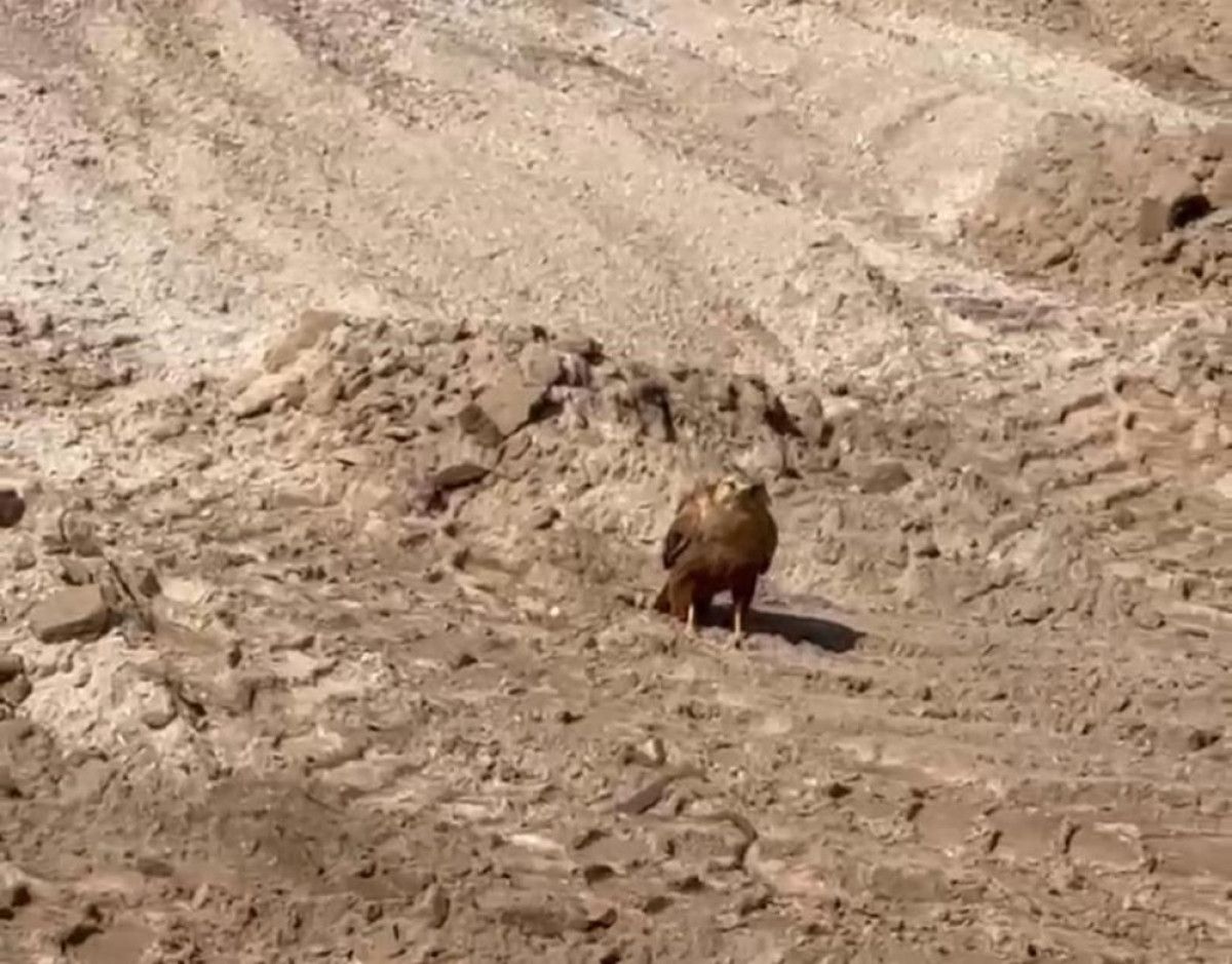 İlk Müdahale: Karga ve Kartalın Saldırısı