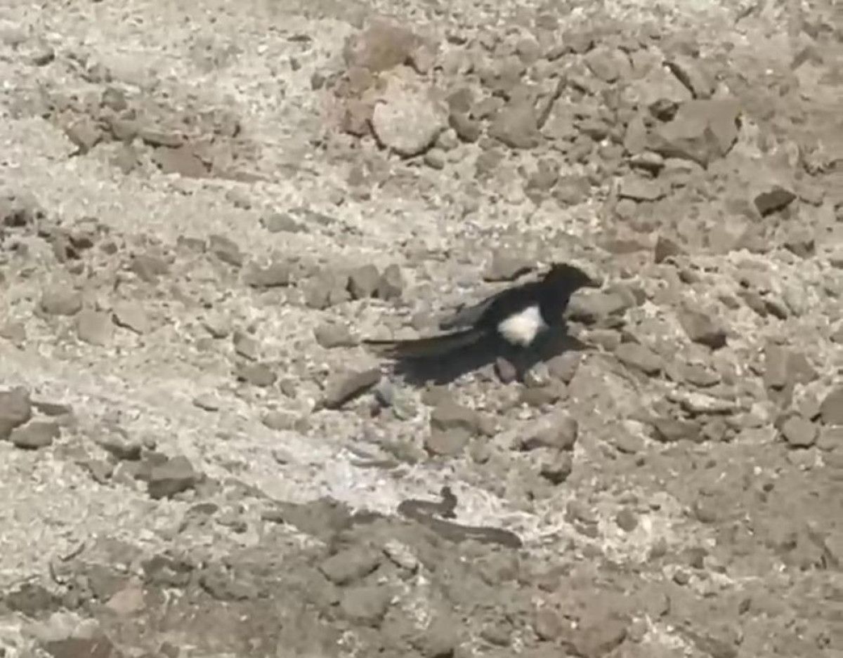 Nevşehir’in Çardak Köyünde Sürpriz Bir Doğa Olayı Yaşandı