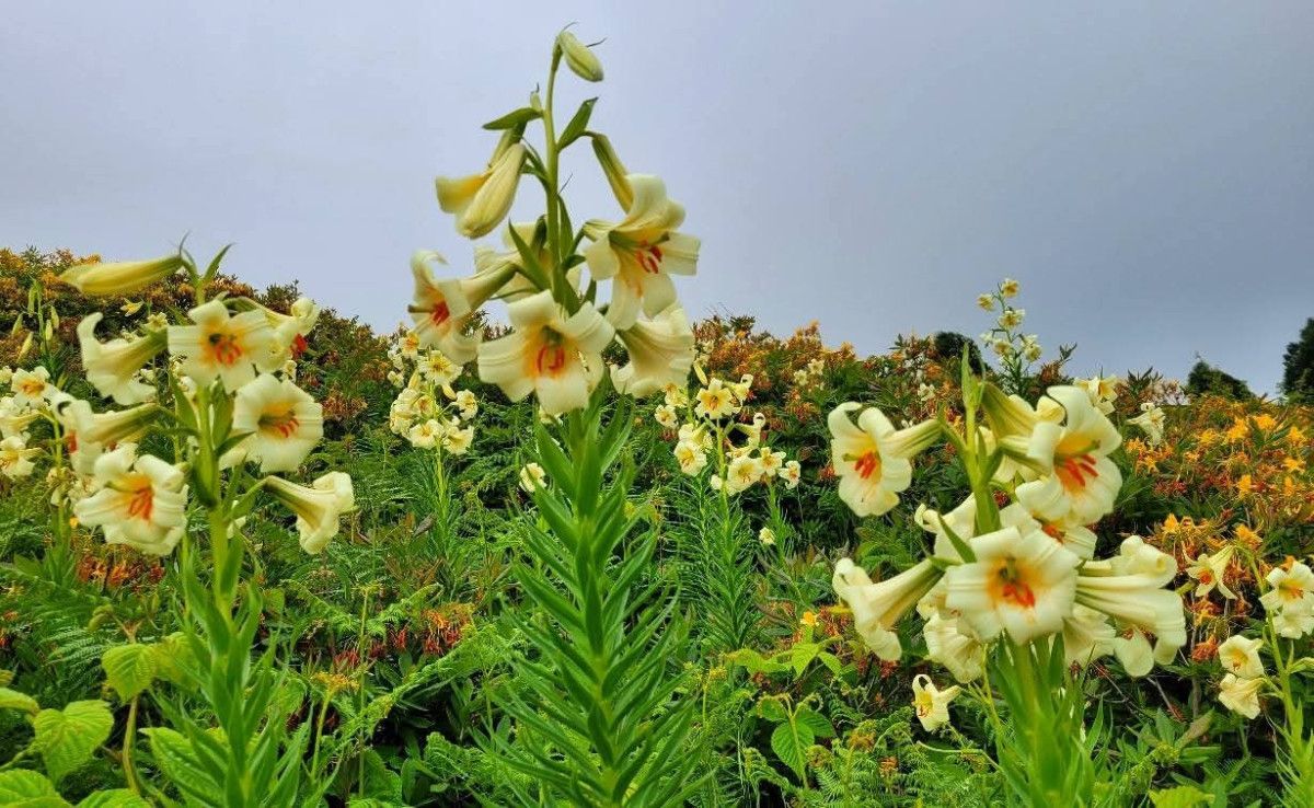 Yayla Ekosistemlerinin Gözdesi: Akkuş Zambağı