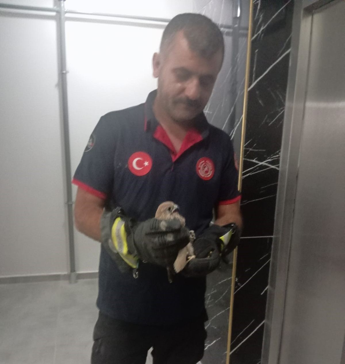 Batman'ın Çamlıtepe Mahallesinde Atmaca Kurtarılması