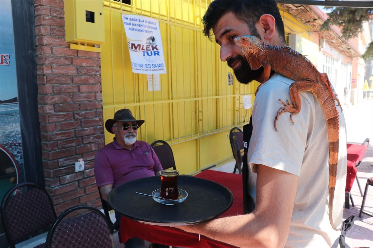 Bahadın Beldesinde Bir Kafenin En İlgi Çekici Sürprizi: Ökkeş