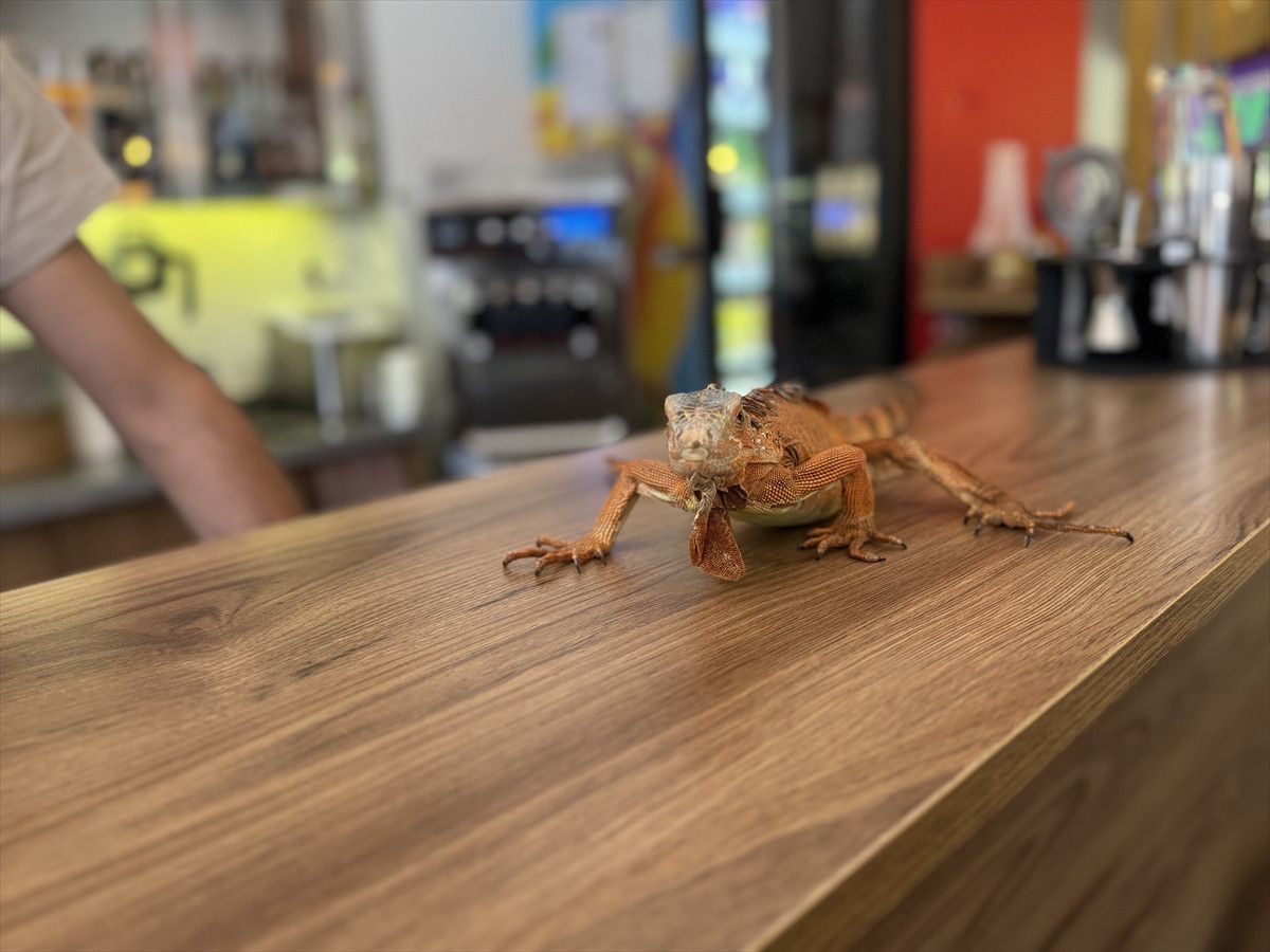 Yozgat Sorgun'da Maskot Iguana Ökkeş: Beldenin Sevilen Simgesi