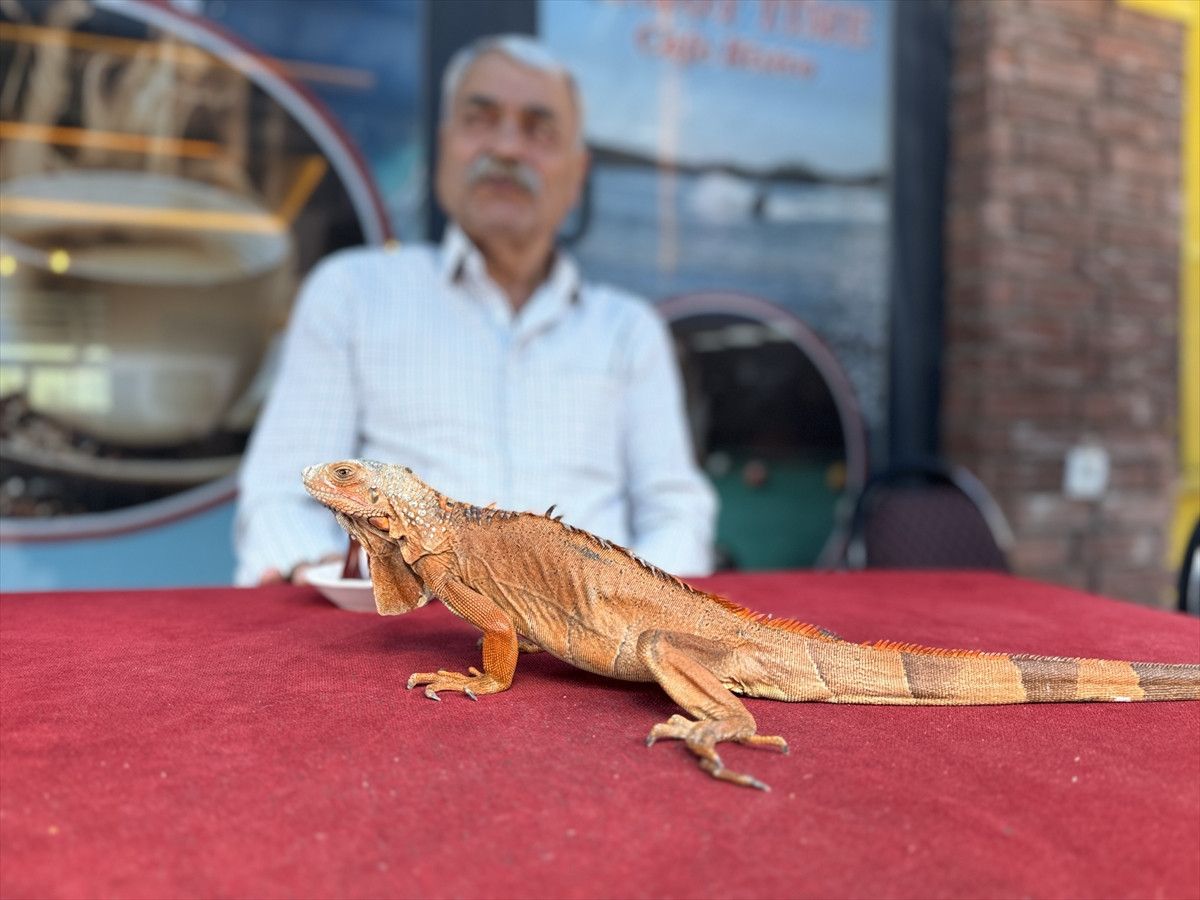 Yozgat Sorgun'da Maskot Iguana Ökkeş: Beldenin Sevilen Simgesi